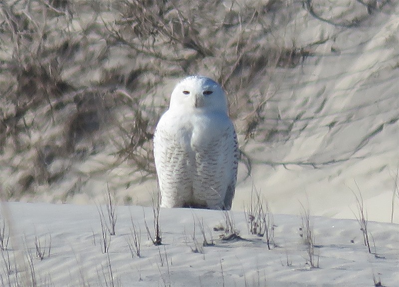 Snowy Owl - ML85253661
