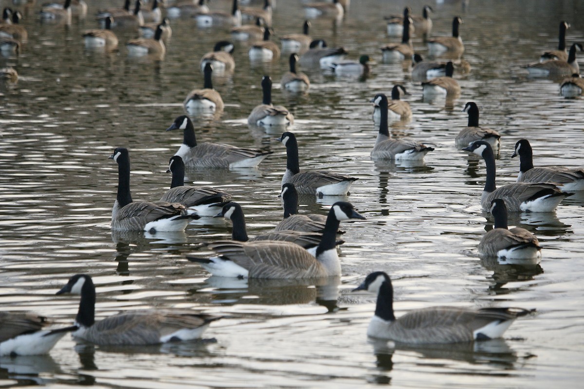 Canada Goose - ML85253991