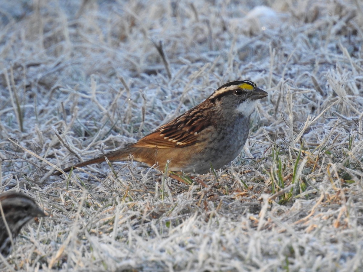White-throated Sparrow - ML85254261