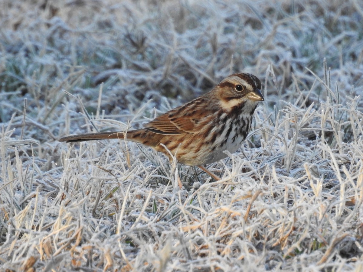 Song Sparrow - ML85254291