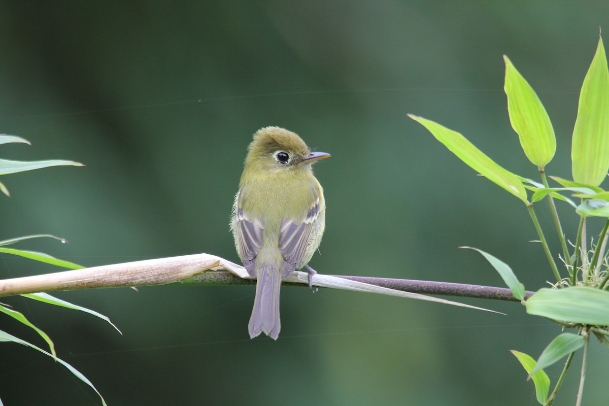 Yellowish Flycatcher - ML85254601