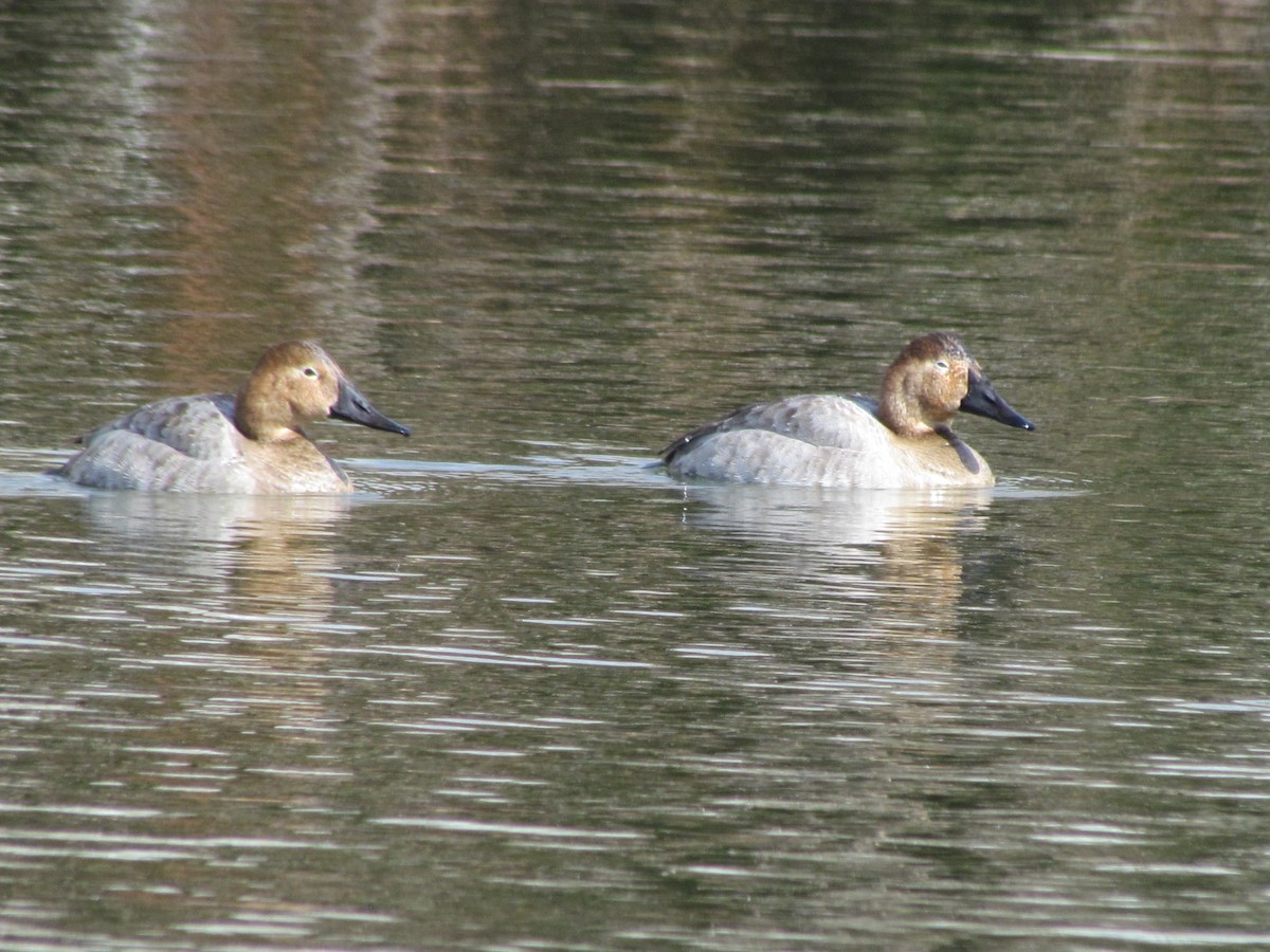 Canvasback - ML85254921