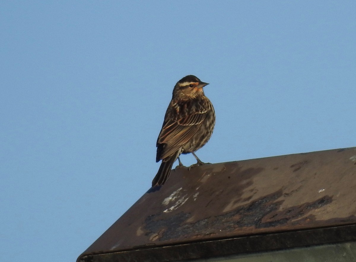 Red-winged Blackbird - ML85255061