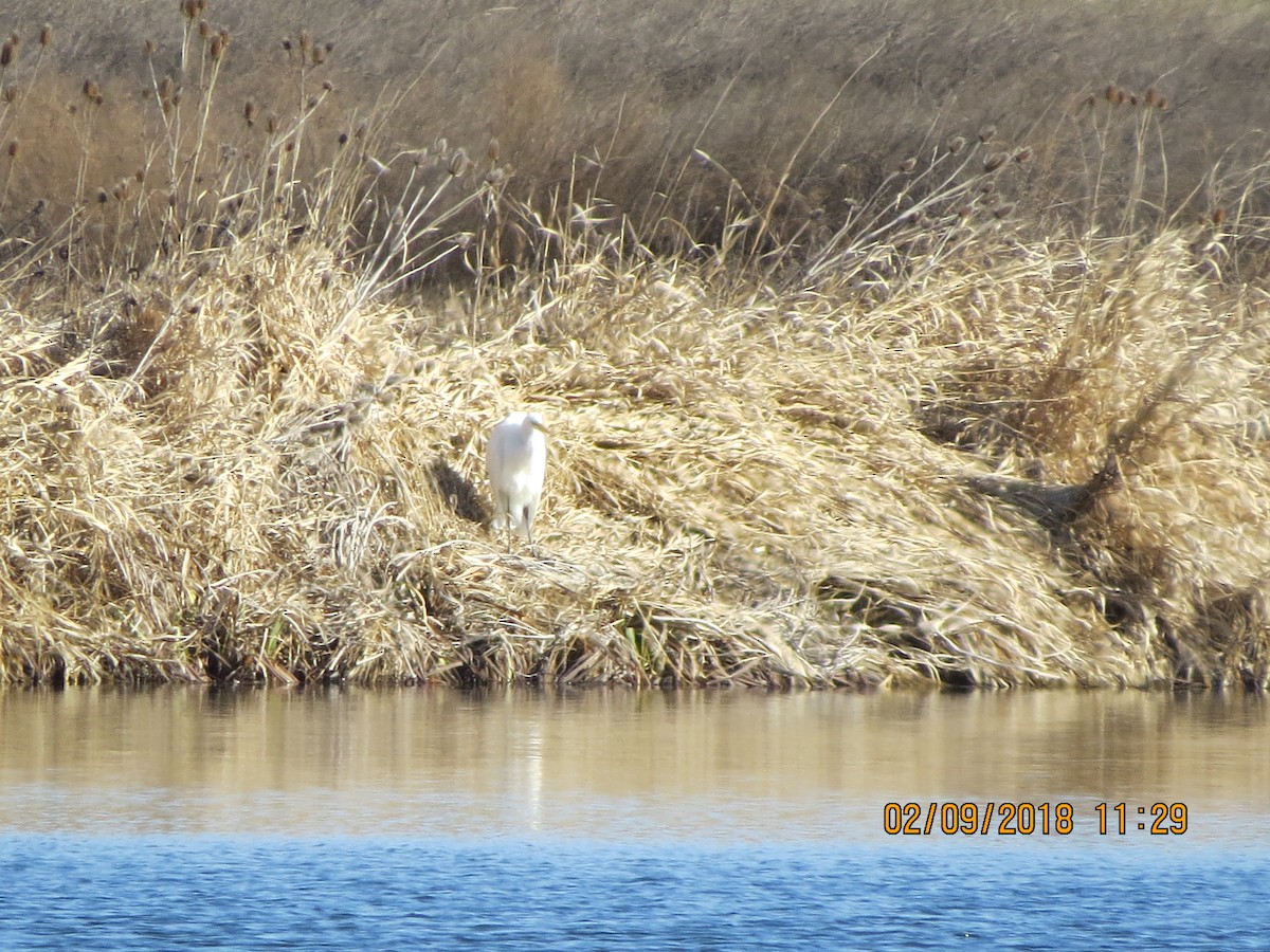 Great Egret - ML85255781