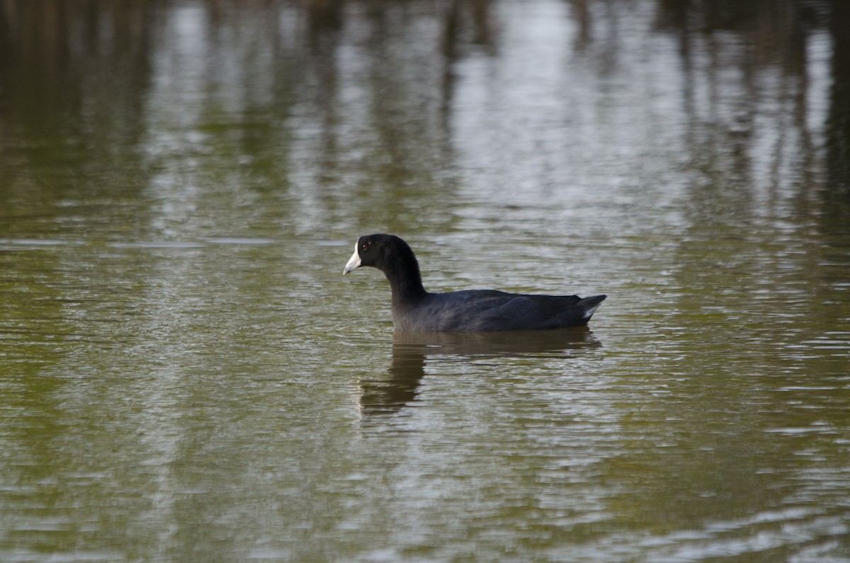 American Coot - Jerome Foster