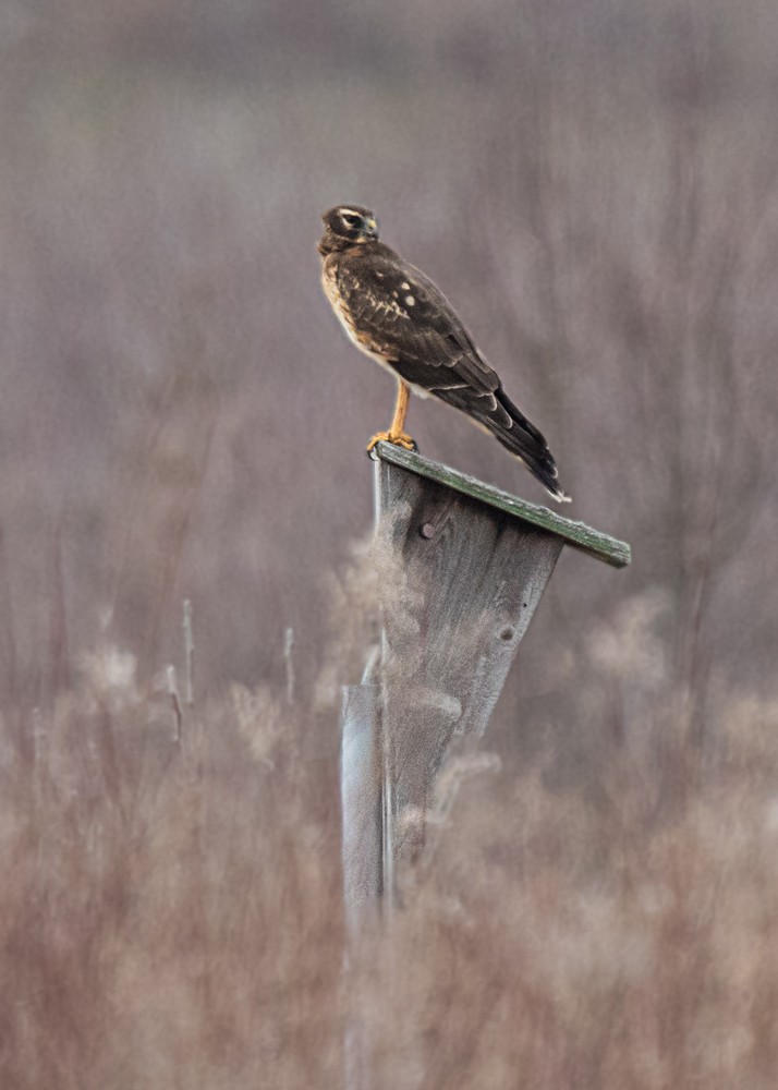 Northern Harrier - ML85258321