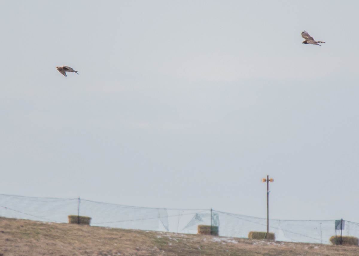 Northern Harrier - ML85258331