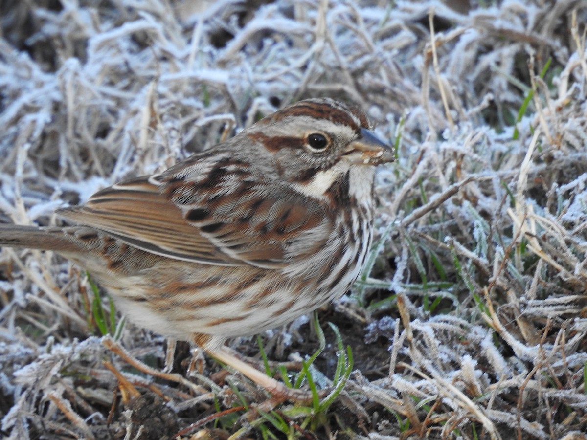 Song Sparrow - ML85258831