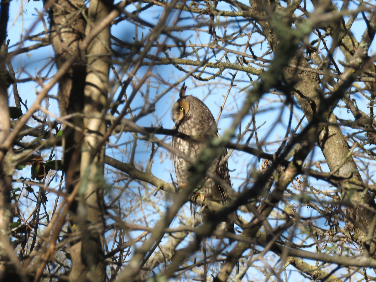 Long-eared Owl - ML85259411