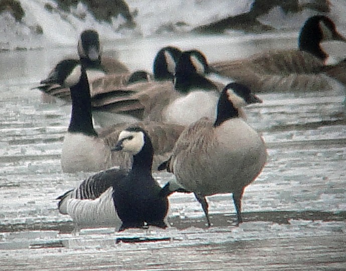 Barnacle Goose - ML85263531