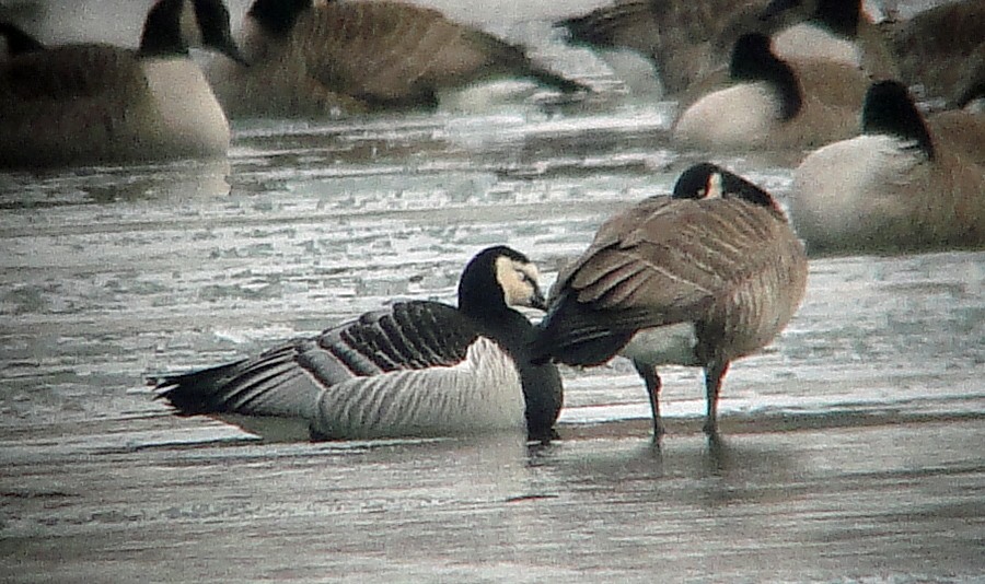 Barnacle Goose - ML85263571