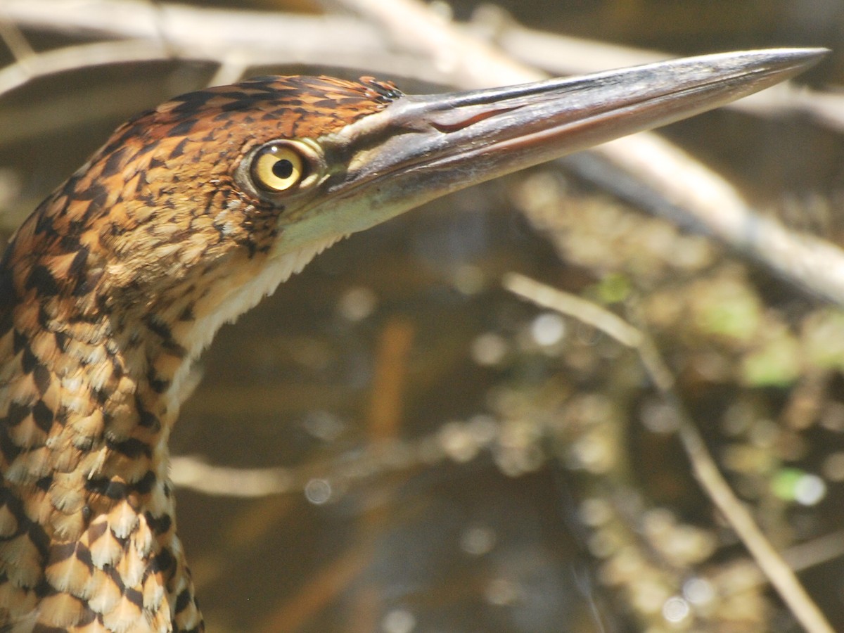 Rufescent Tiger-Heron - ML85264191