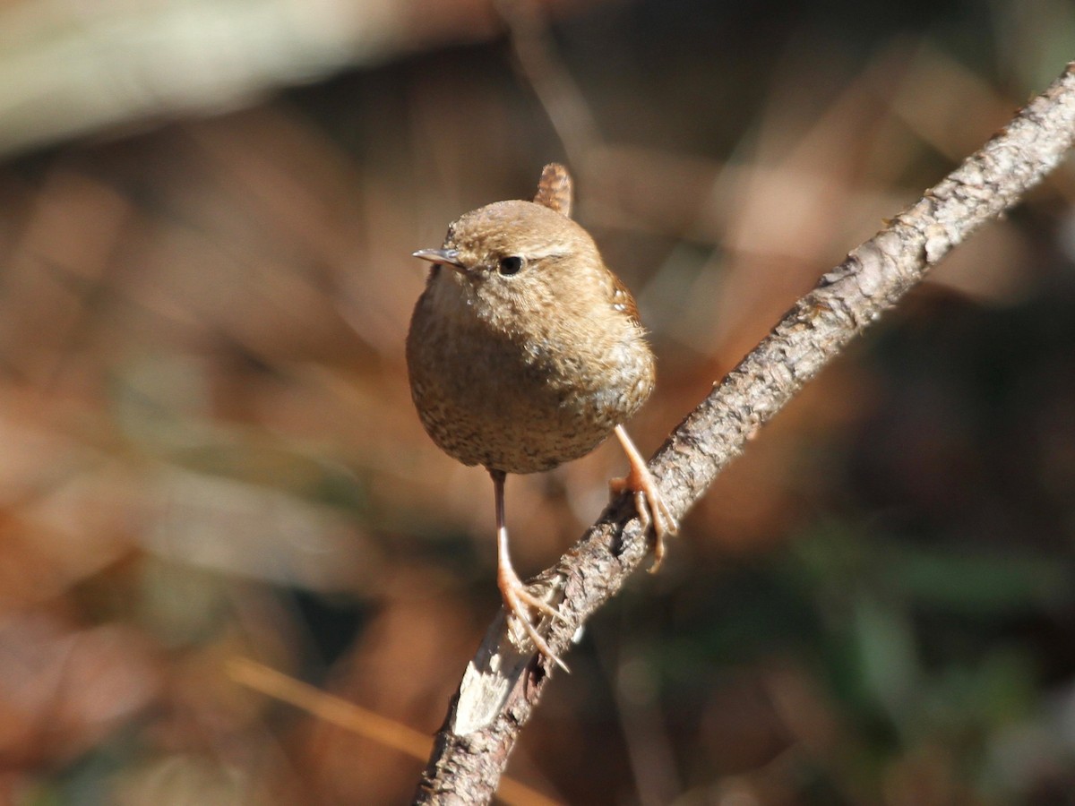 Troglodyte des forêts - ML85264301