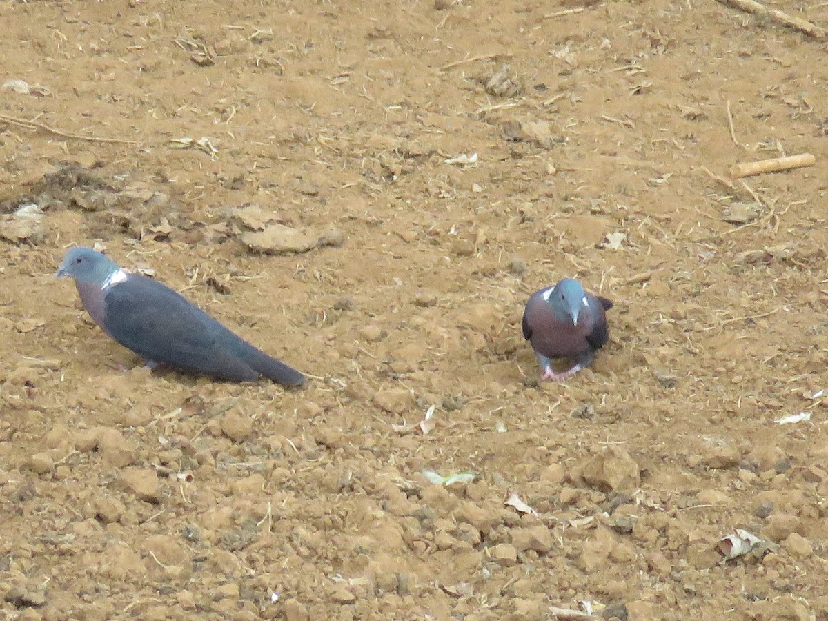 Pigeon de Delegorgue - ML85264561