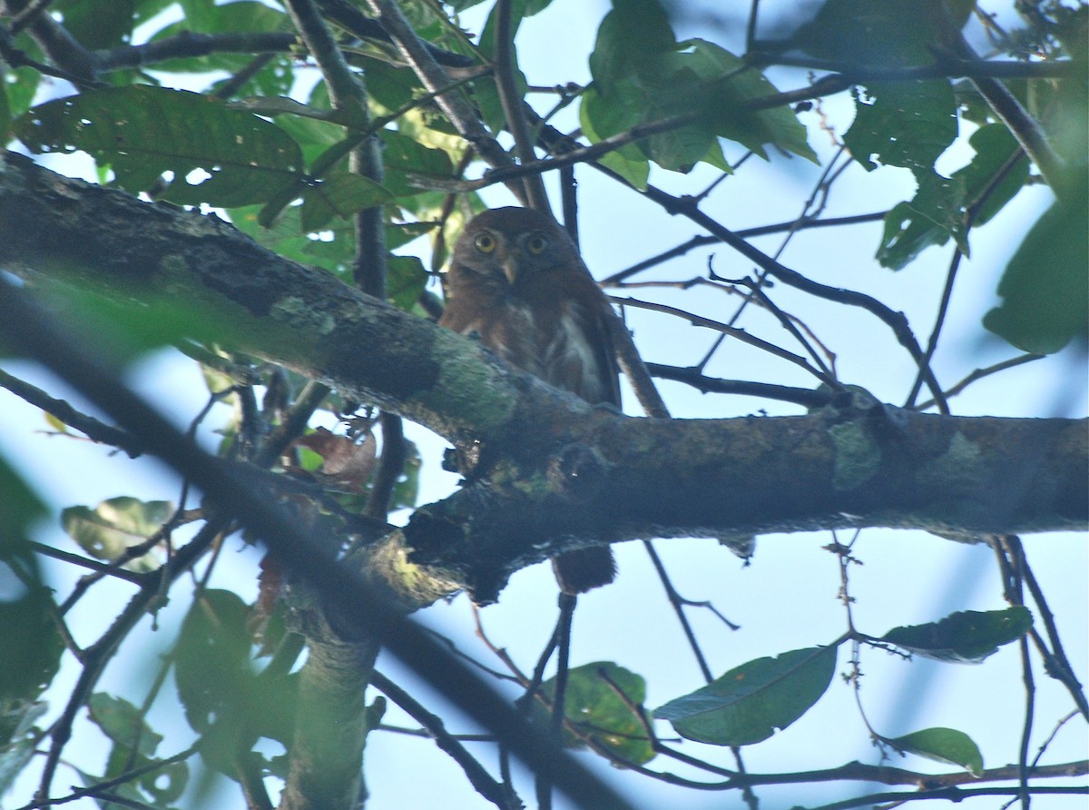 Ferruginous Pygmy-Owl - ML85264601