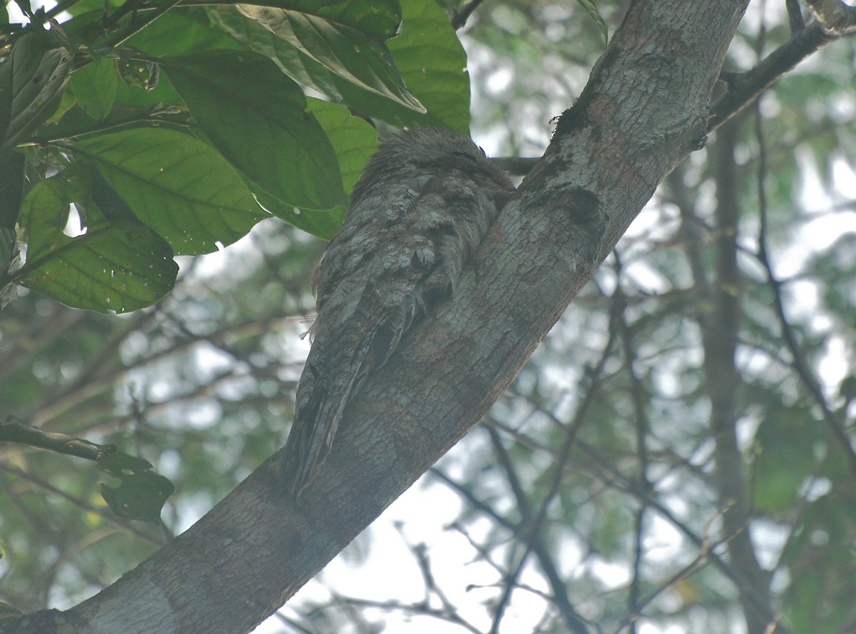 Great Potoo - ML85264691