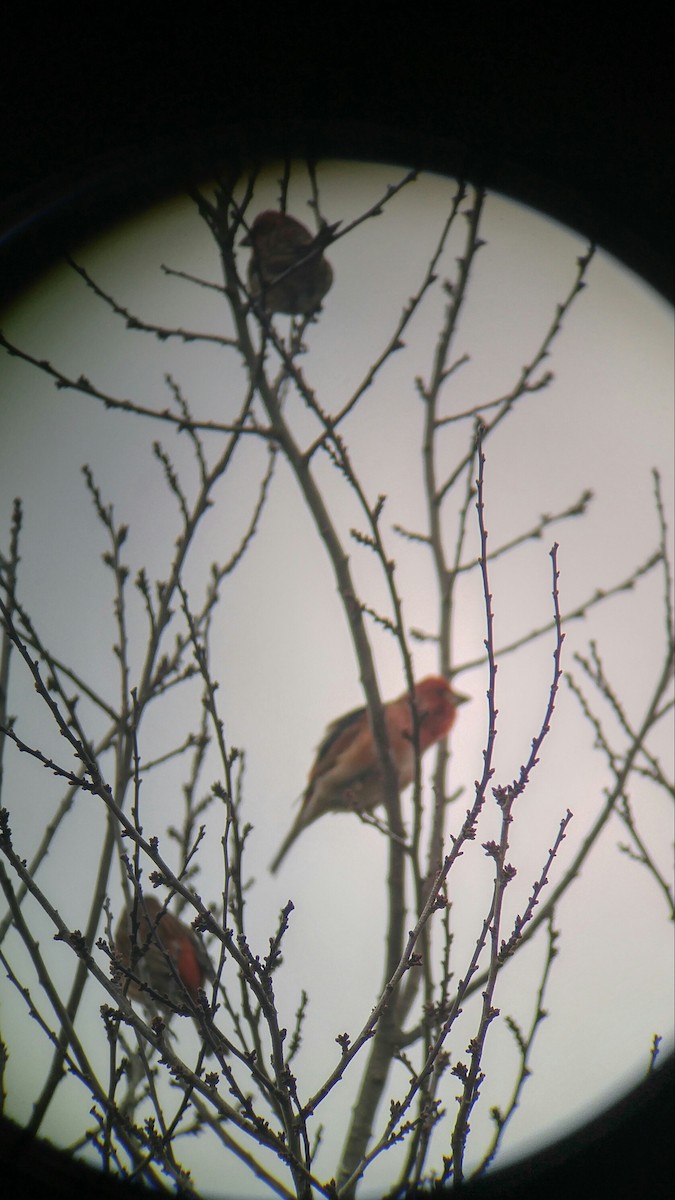 Purple Finch - ML85264711