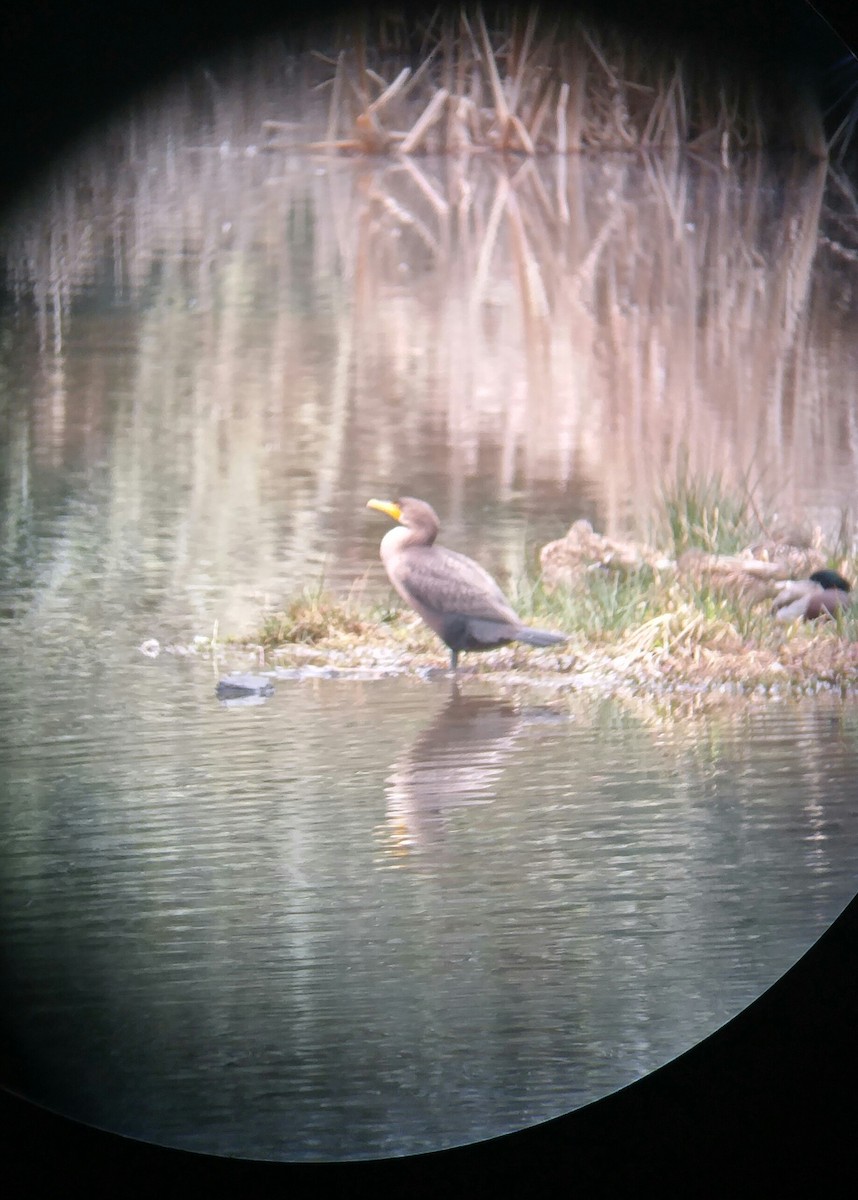 Double-crested Cormorant - ML85265151