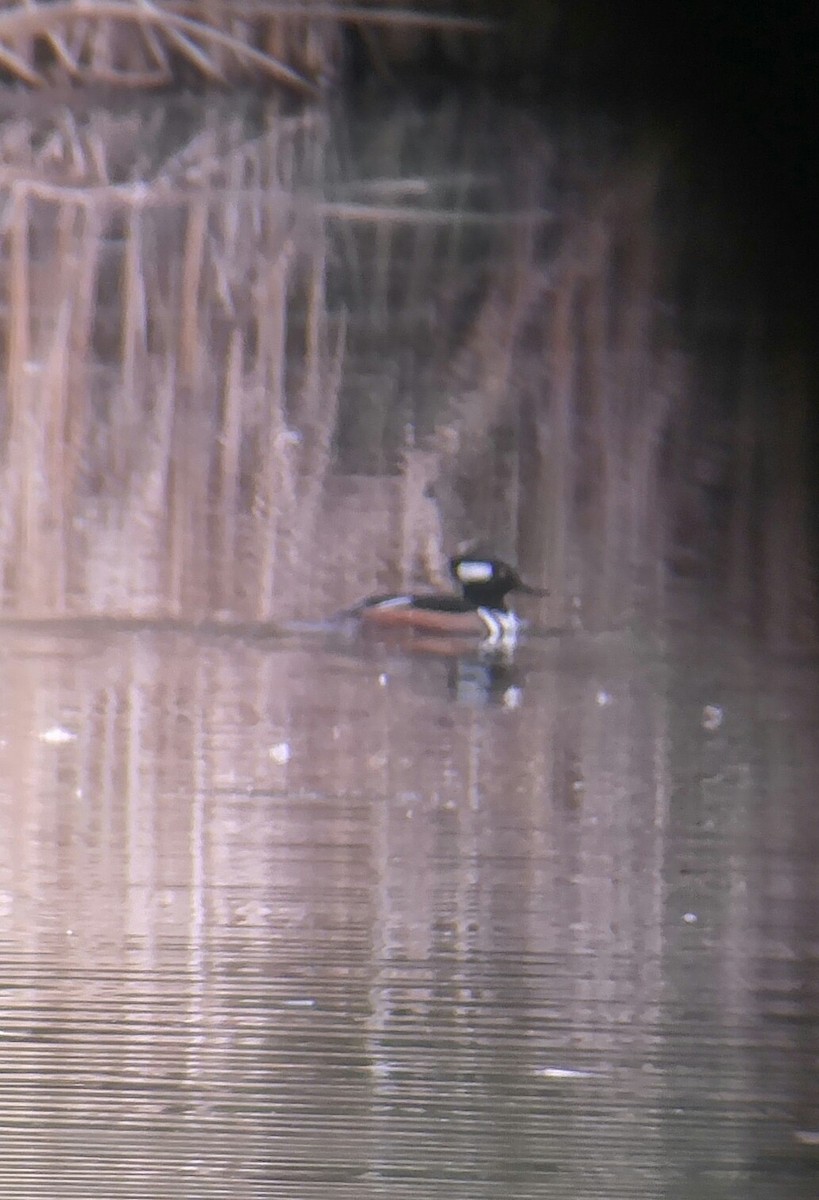 Hooded Merganser - ML85265201