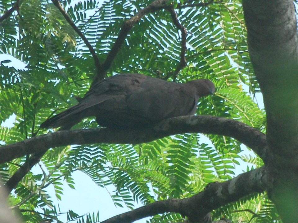 Pigeon vineux - ML85265861