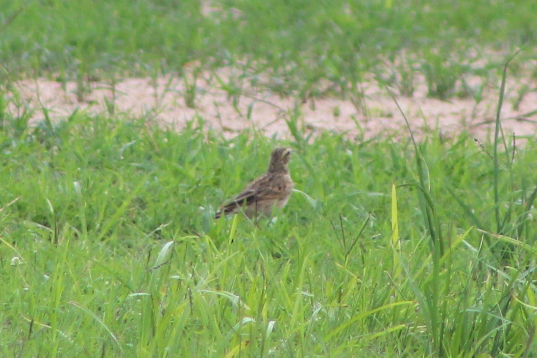 Australian Pipit - ML85265941