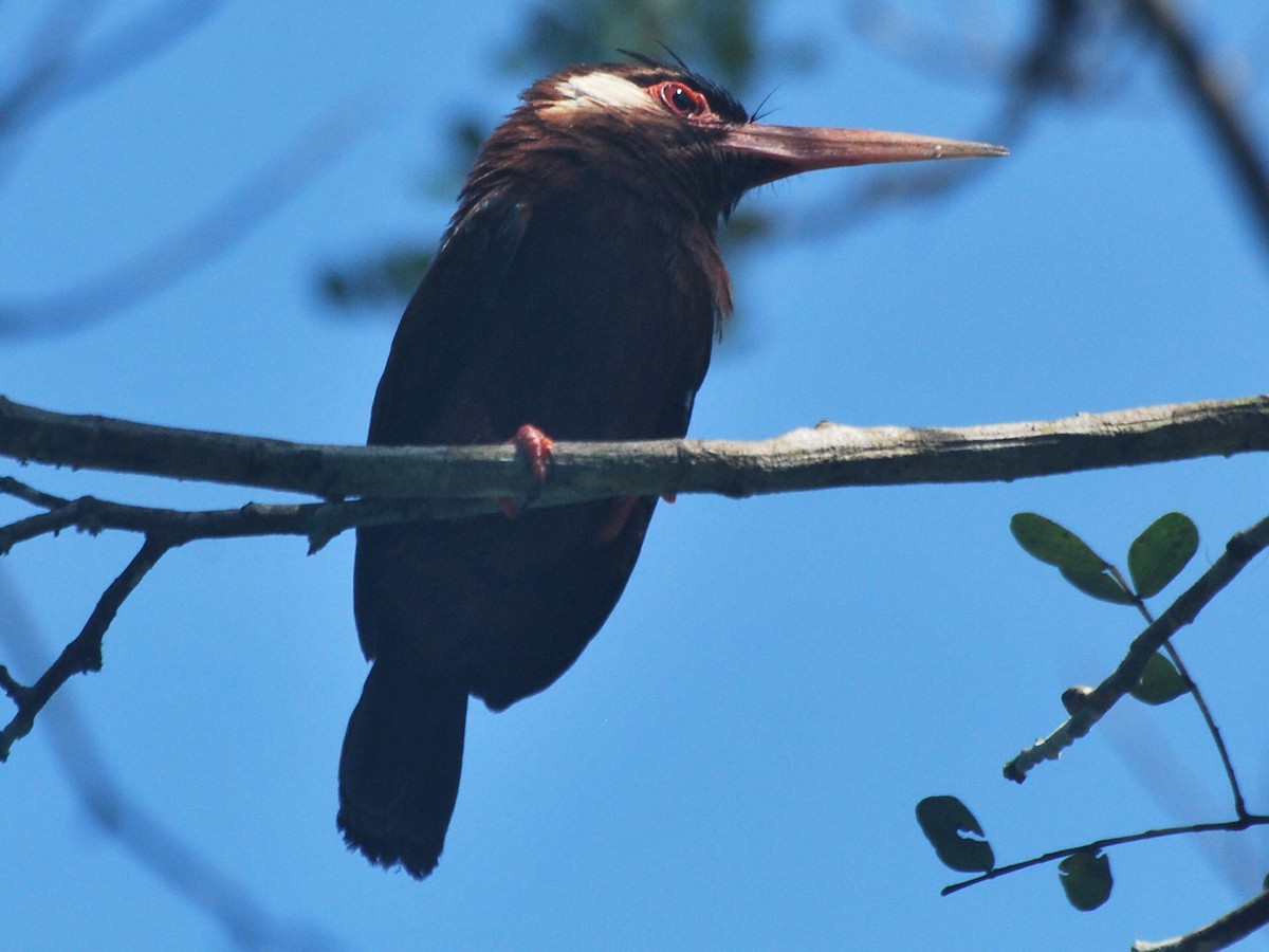 White-eared Jacamar - Jan Cubilla