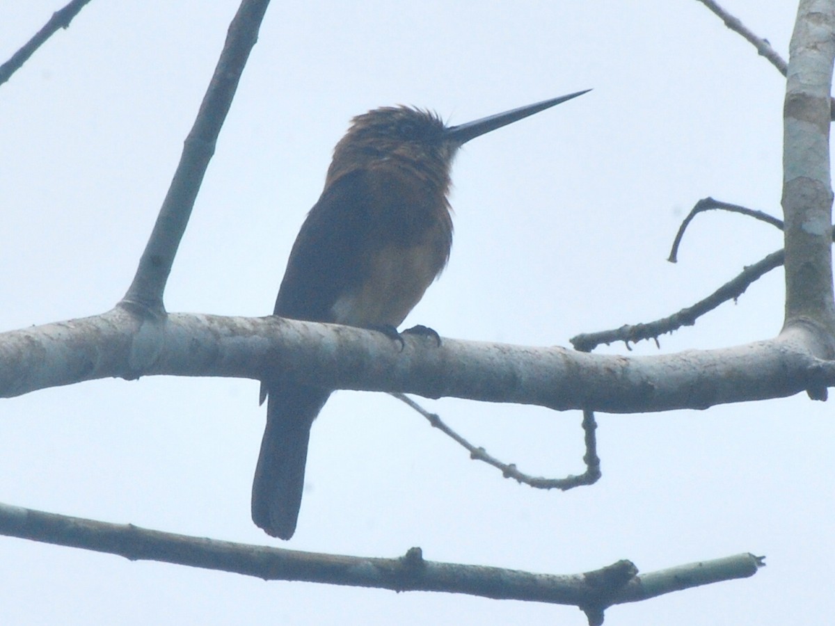 Brown Jacamar - Jan Cubilla