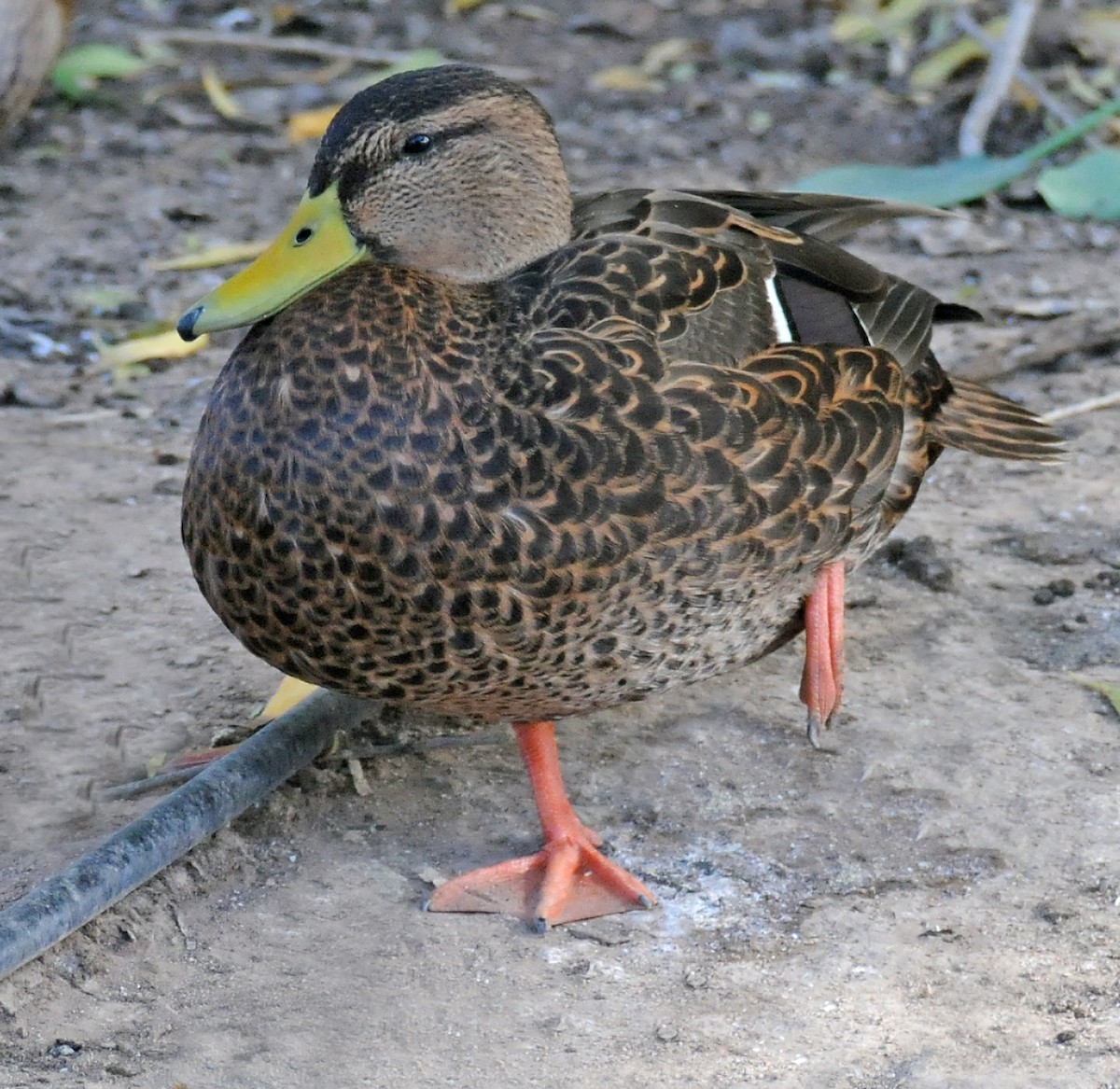 Mexican Duck - Steven Mlodinow