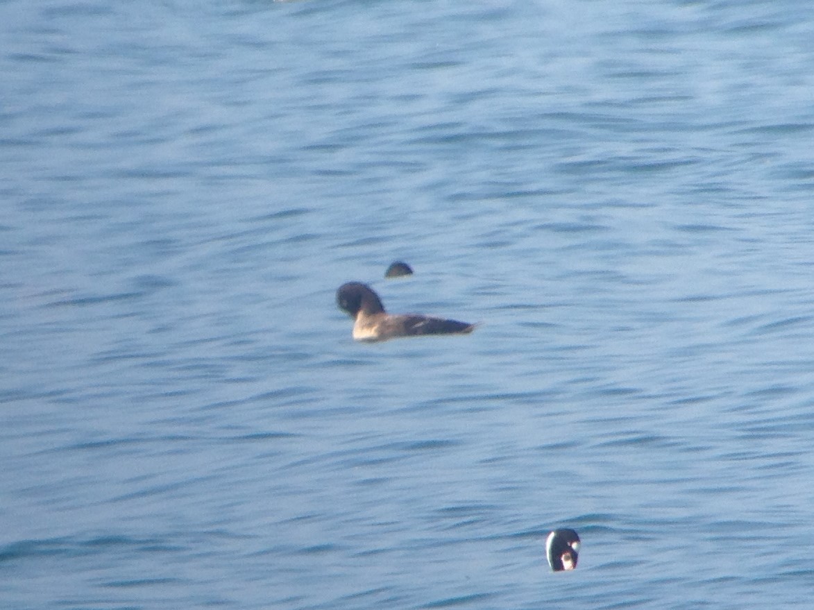 White-winged Scoter - ML85267511