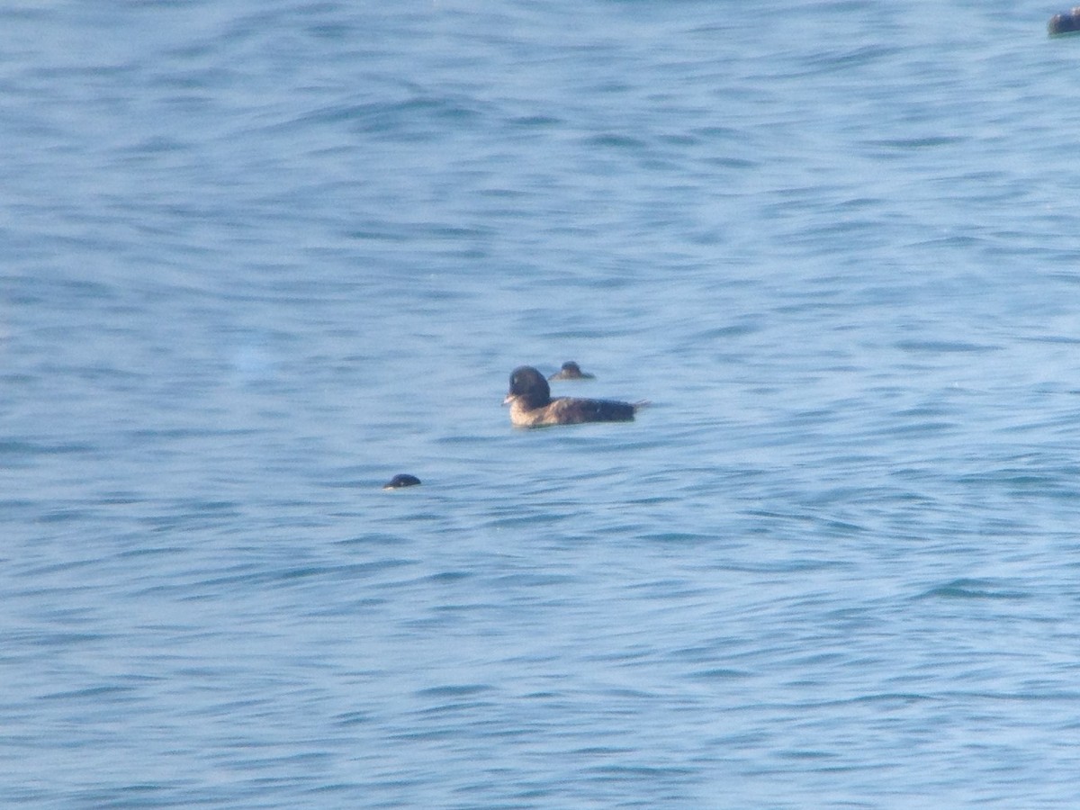 White-winged Scoter - ML85267601