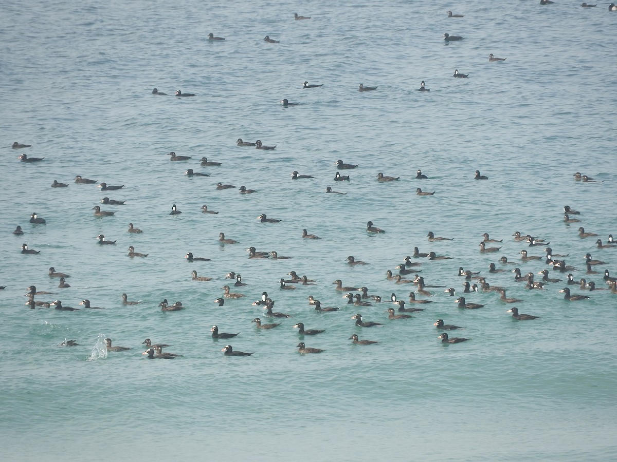 Surf Scoter - ML85268461