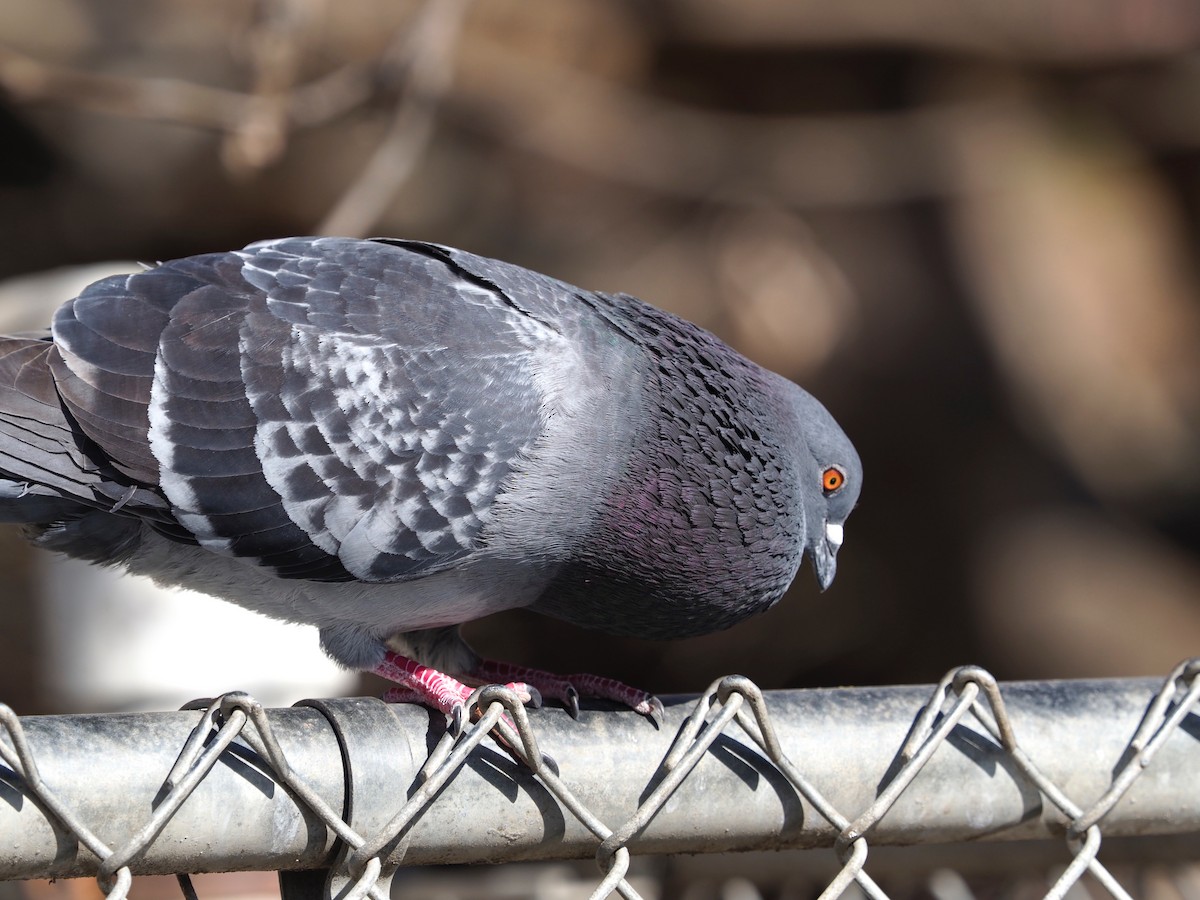 Rock Pigeon (Feral Pigeon) - ML85269741
