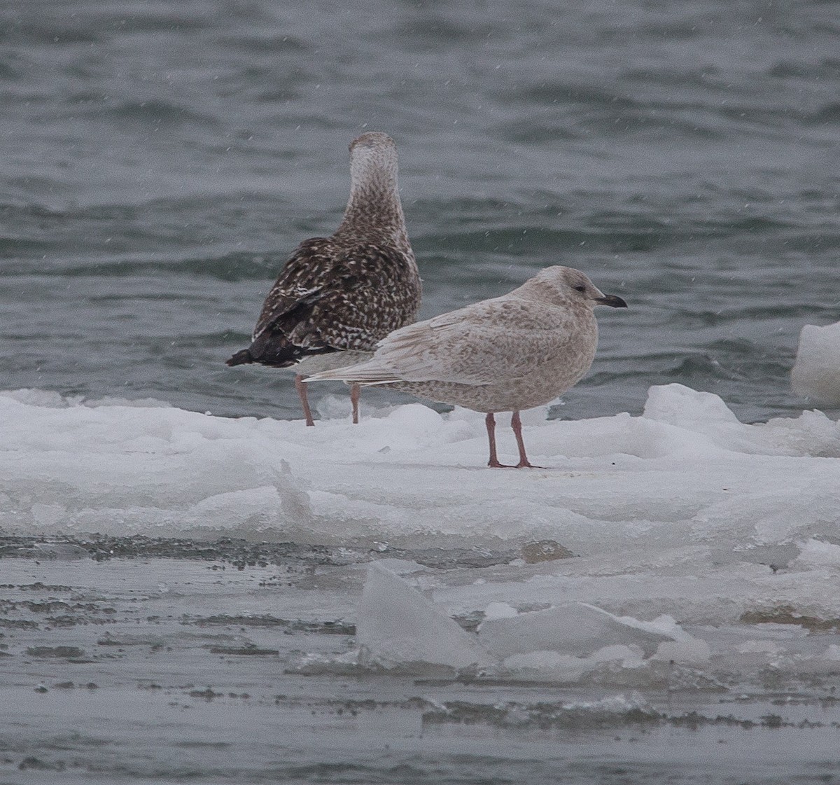 Iceland Gull - ML85271331