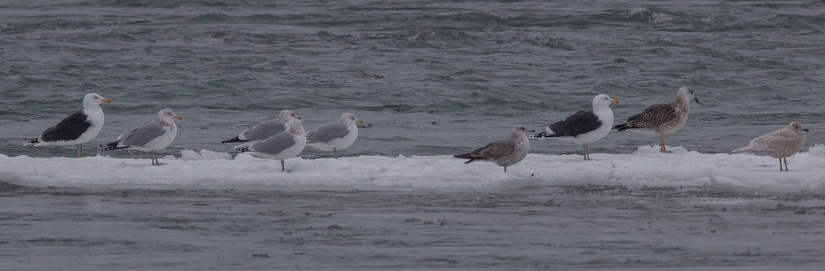 Great Black-backed Gull - Joel Strong