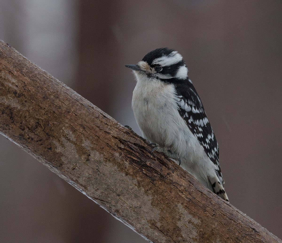 Downy Woodpecker - ML85271401