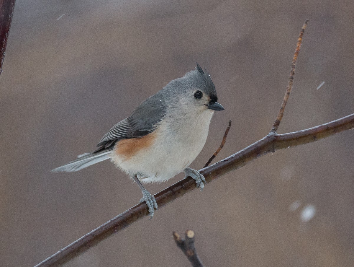 Tufted Titmouse - ML85271441