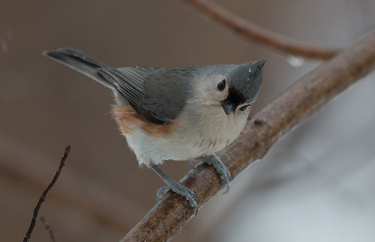 Tufted Titmouse - ML85271451