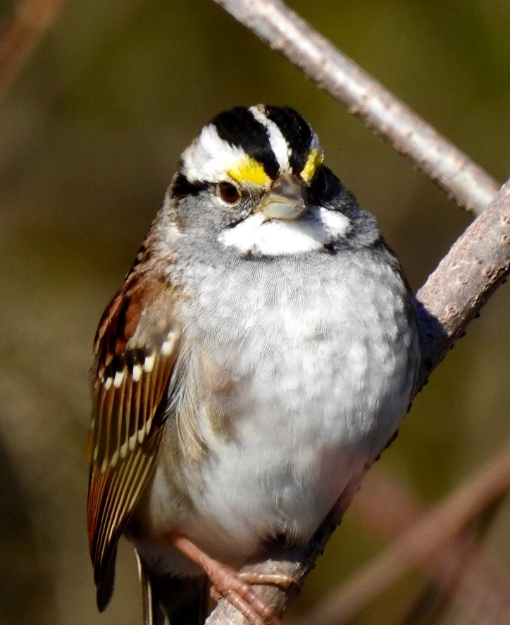 White-throated Sparrow - Jim Varner