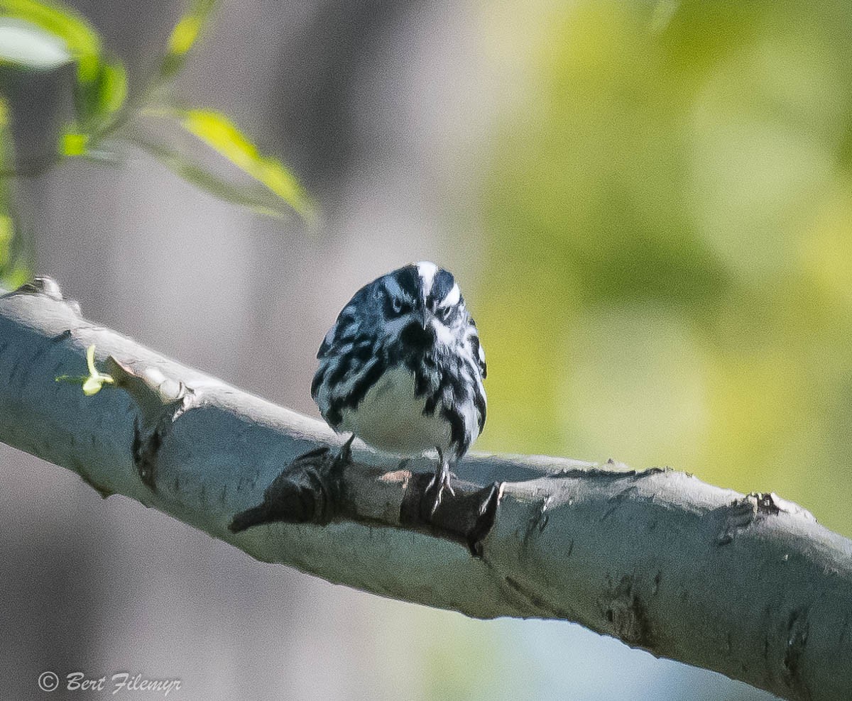 Black-and-white Warbler - ML85272181