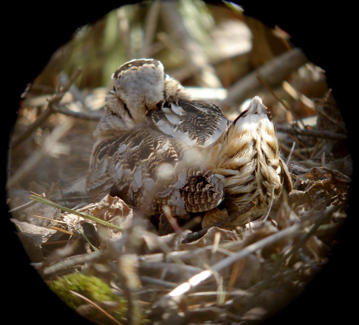 American Woodcock - Jay McGowan