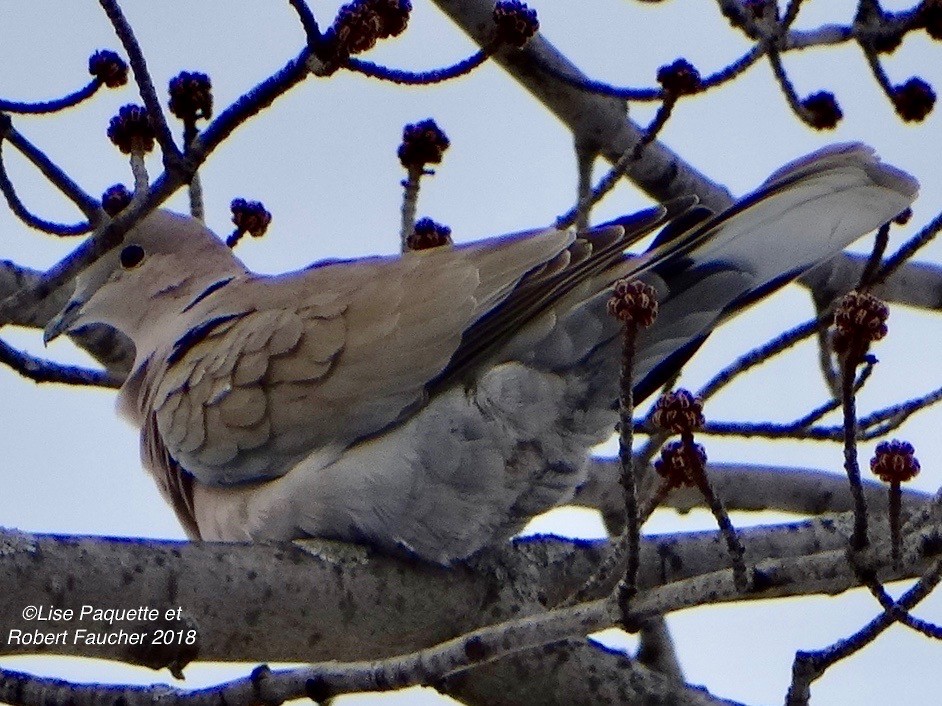 Eurasian Collared-Dove - ML85274341