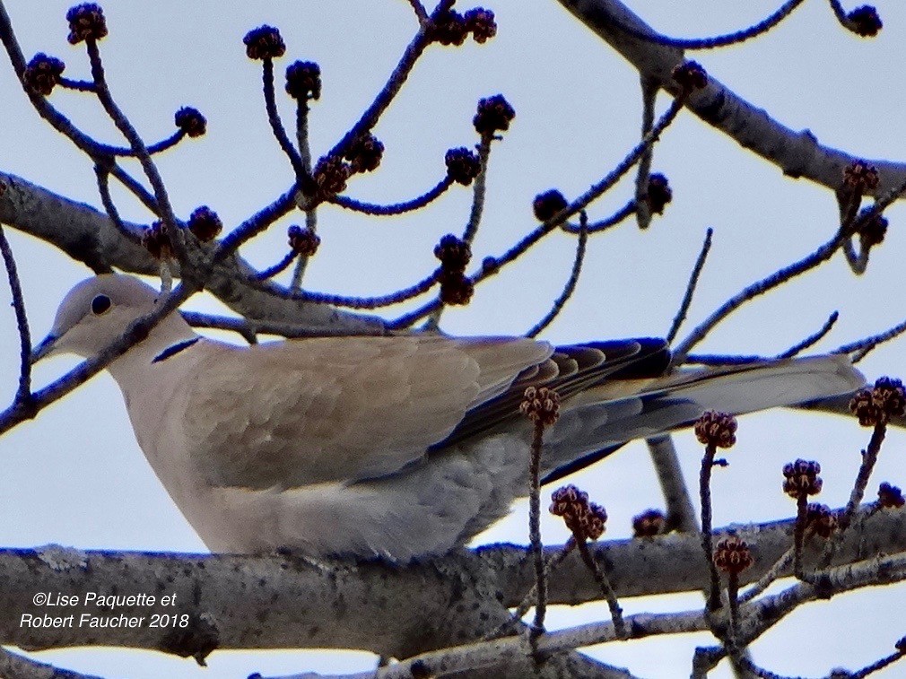 Eurasian Collared-Dove - ML85274351