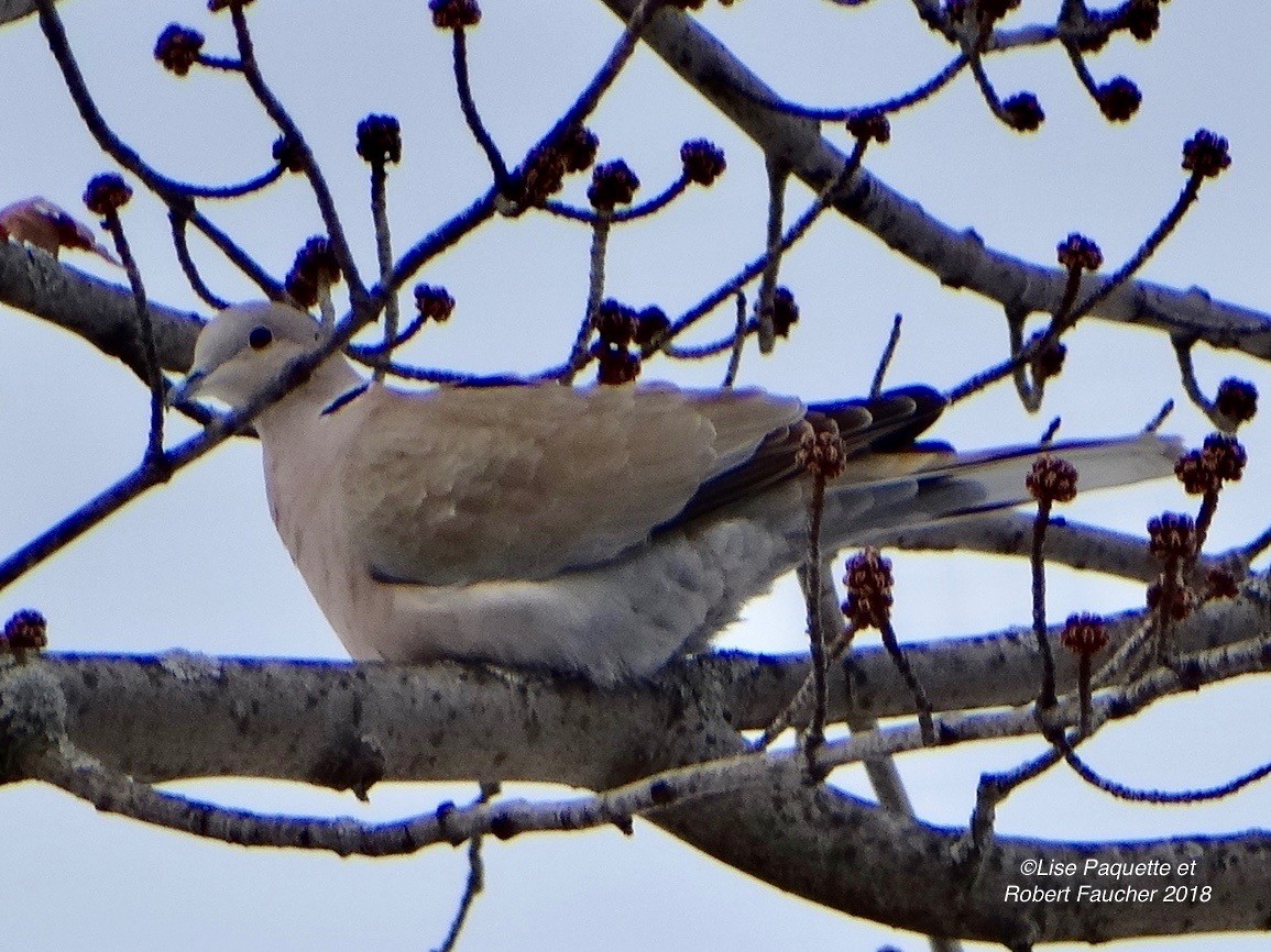 Eurasian Collared-Dove - ML85274431