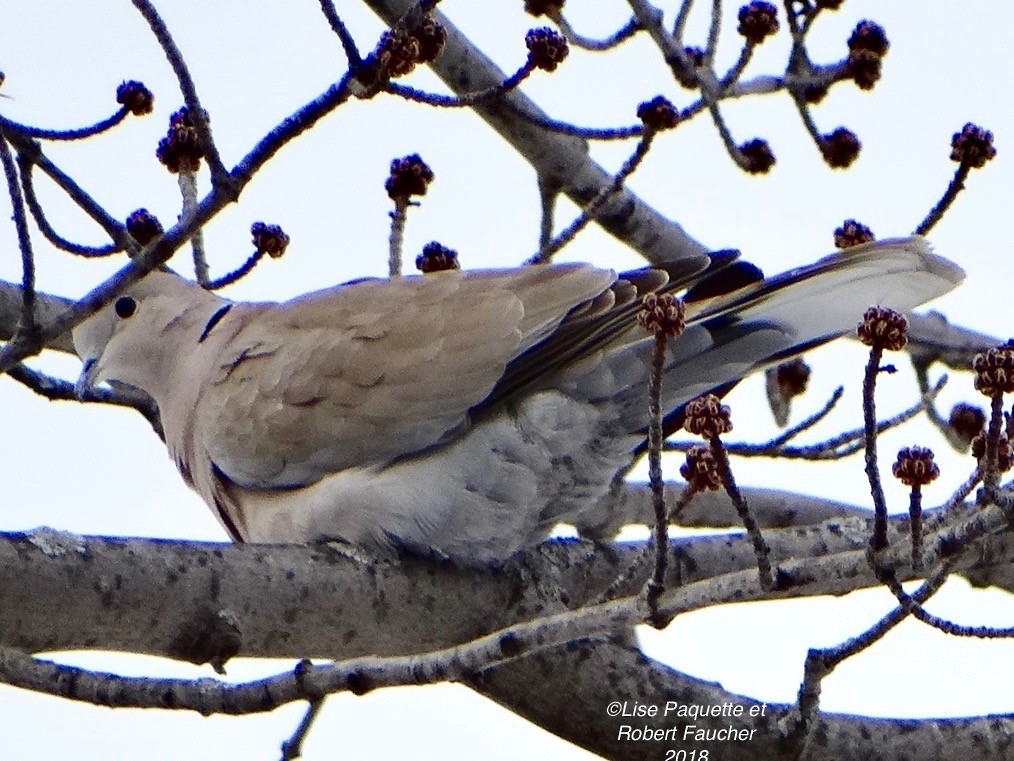 Eurasian Collared-Dove - ML85274451