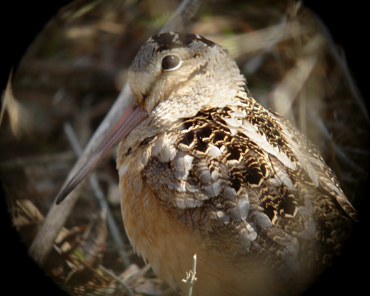 American Woodcock - Jay McGowan