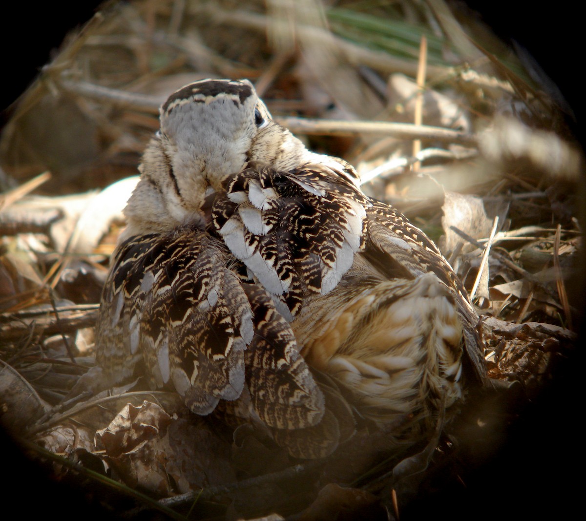 American Woodcock - ML85274581