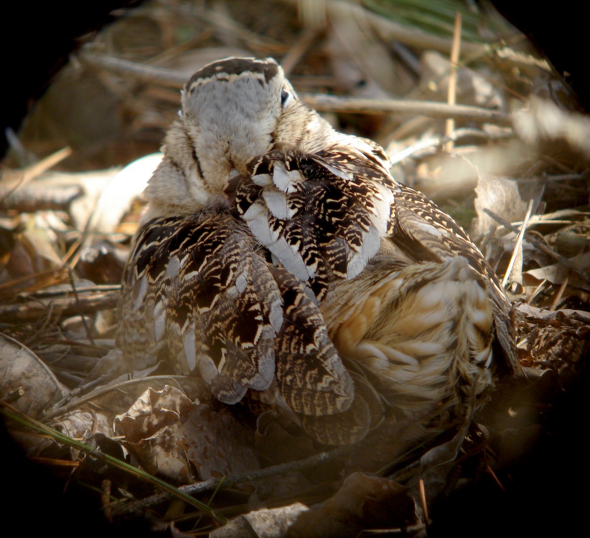 American Woodcock - ML85274631