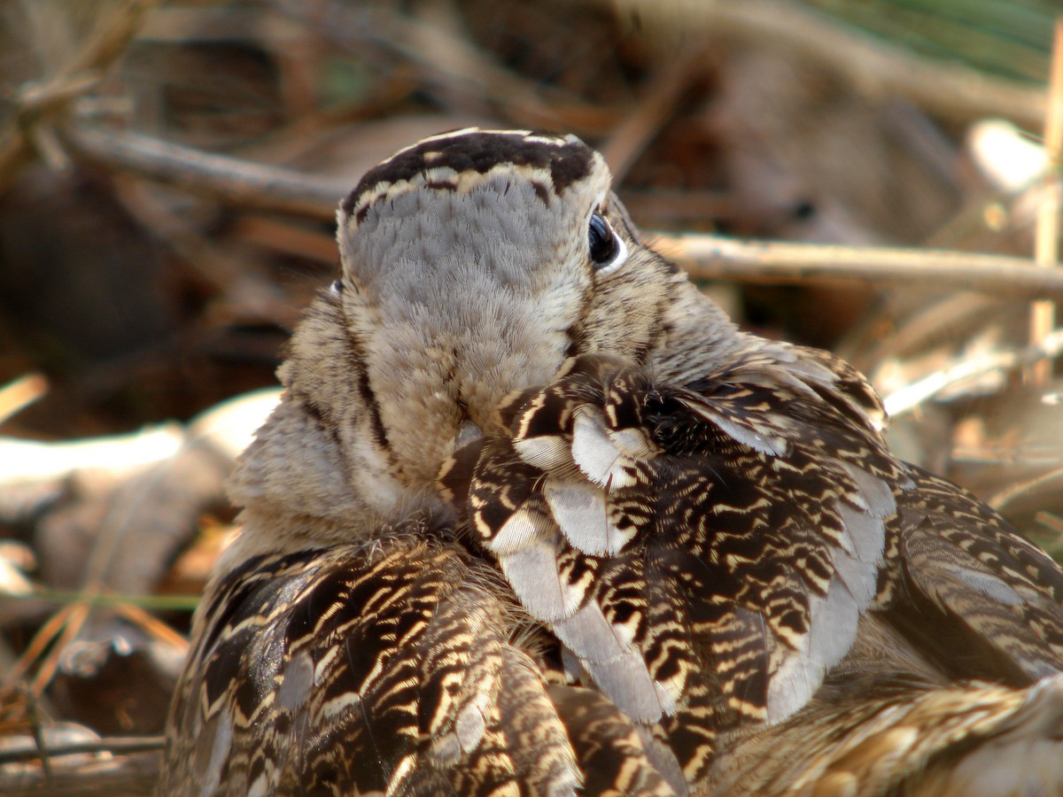 American Woodcock - ML85274641