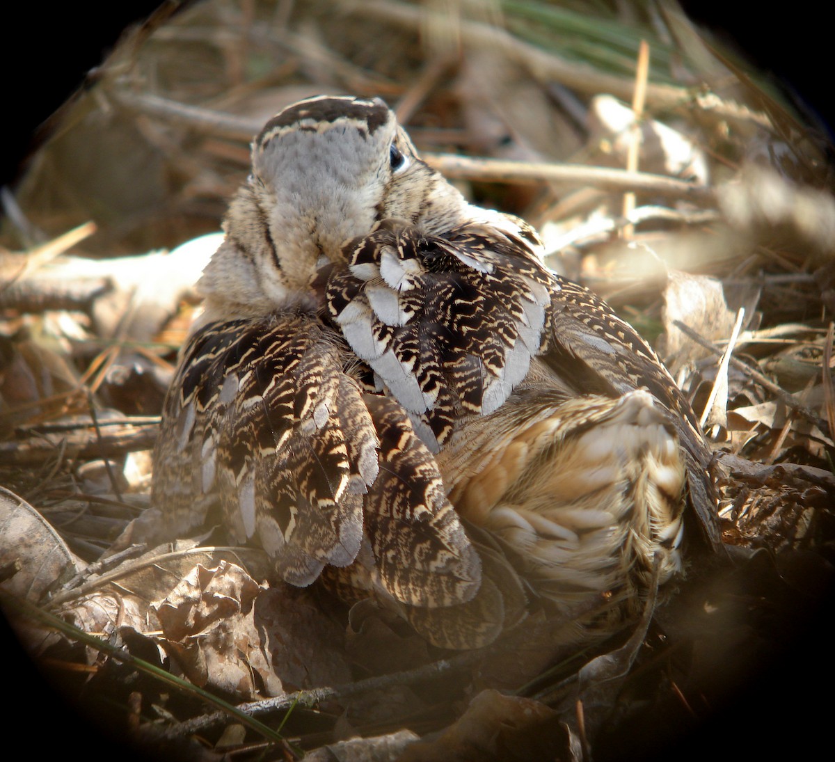 American Woodcock - ML85274661