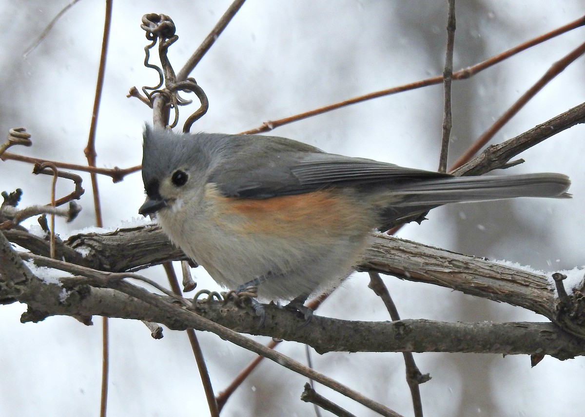 Tufted Titmouse - Joanne Muis Redwood